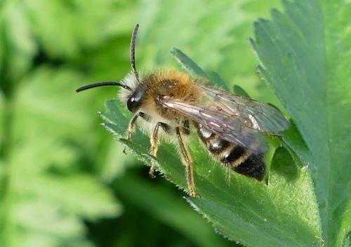 Andrena gravida